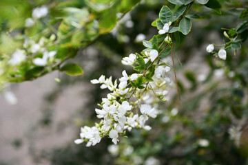 Obraz premium 白い萩の花