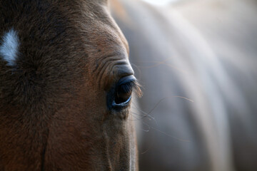 Brown Horse looks at the camera. Concept Stallion, Mare, Foal, horse breeding, animal husbandry, farming