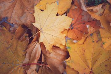 Naklejka na ściany i meble Dry fallen maple leaves in the park. Autumn background