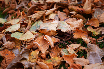 Fallen dry yellow leaves in the park on the grass . Concept autumn, September. Autumn foliage cleaning. Background for the article