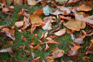 Fallen yellow leaves on a green lawn. Concept Autumn, September. Autumn Background