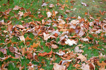 Fallen yellow leaves on a green park lawn. Concept autumn, September, foliage cleaning. Background for the article