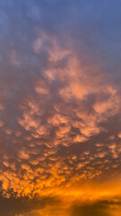 Fluffy cotton wool-like clouds in the orange light of the setting sunin Christchurch, New Zealand.