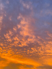 Fluffy cotton wool-like clouds in the orange light of the setting sunin Christchurch, New Zealand.