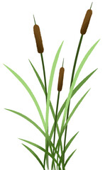 Set of Reed plant mace cat tails painting