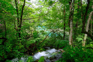 Fototapeta premium 五色沼