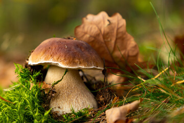 Mushroom Boletus edulis in autumn forest.