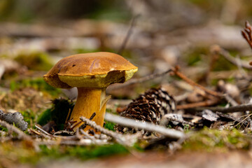 Mushroom Imleria Badia in autumn forest.