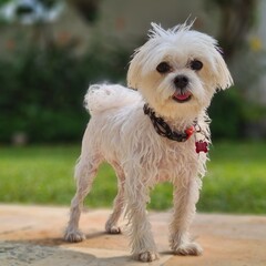 dog in the garden