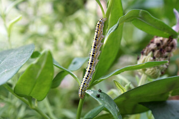 bruco si muove lentamente fra le foglie dell'orto