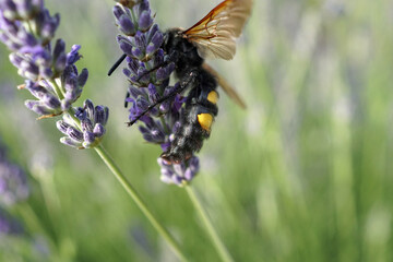 Calabrone vola su fiori di lavanda nel giardino