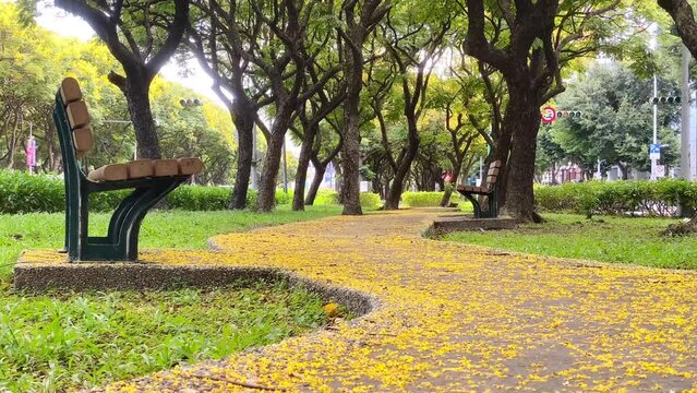 In autumn park, the ground is covered with fallen golden flowers of Taiwanese rain trees. The filming location is on Dunhua South Road, Taipei City.
