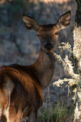 Beautiful close portrait of a doe while winking at us in the cabañeros national park in Ciudad real, Spain