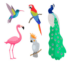 Bright tropical exotic birds cartoon vector illustration set. Pink flamingo, peacock, cockatoo and parrot sitting on branches isolated on white background. Summer wildlife, Polynesian fauna concept