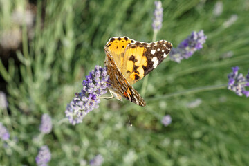 Farfalla che si posa su un fiore di lavanda 