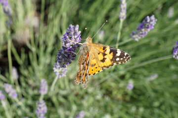 Farfalla arancione su fiore di lavanda in campo verde
