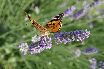 Farfalla con ali color arancio e nero su fiore di lavanda e sfondo verde