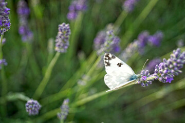 Farfalla bianca su fiori di lavanda e sfondo verde