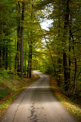 Road in the autumn forest.