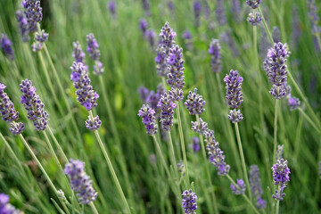 Primo piano fiori di lavanda su campo verde