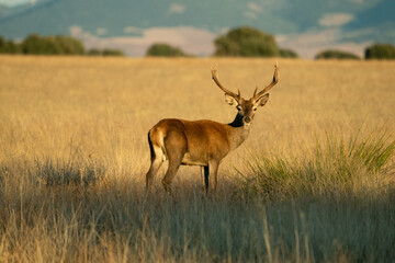 Beautiful portrait of a male deer looking at the camera in the bellowing in the Cabañeros National...
