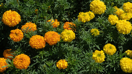 Yellow and orange flowers - marigolds, floral background