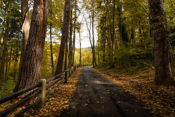 Obraz premium Road in South Bohemian forest in Czechia in autumn season.