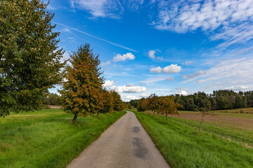 Road between fields. Trees near a road. Early autumn.