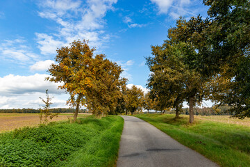 Fototapeta na wymiar Road between fields. Trees near a road. Early autumn.