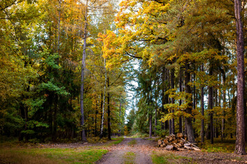 Wooden logs by the forest road after the forest clearing. Fall in Europe.