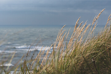 Beautiful rough grey sea with waves, dramatic cloudy grey sky with reeds and dry grass among the...
