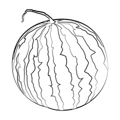 Watermelon with a thin line. Vector on a white background