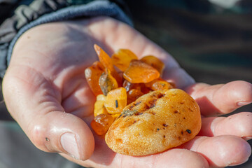 Amber catching in the Baltic Sea. Beautiful big rare piece of ambers in the wet hand of an amber...