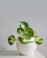 Tropical houseplant Epipremnum aureum Manjula Pothos also called 'Happy Leaves' in a white pot. Isolated on a white background, copy space. Variegated, marbled, white and green heart-shaped leaves.
