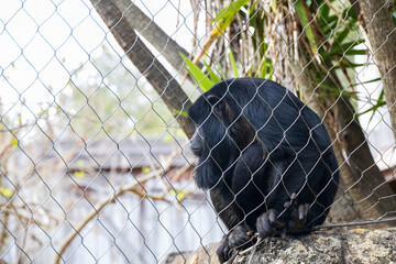 Black Howler Monkey behind a chain link fence at a zoo