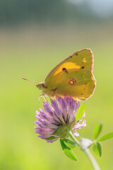 Clouded yellow butterfly (Colias crocea).