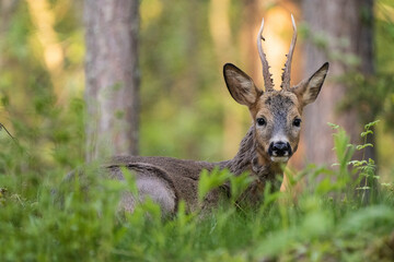 roe deer in the woods at sunset