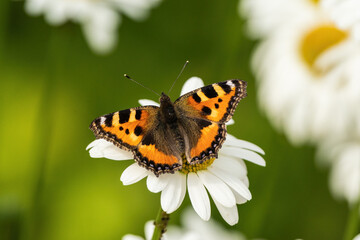 butterfly on flower