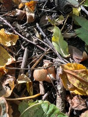beech (Chives) mushrooms in the forest at sunset in the fall