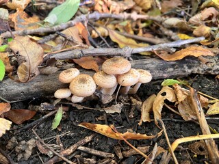 beech (Chives) mushrooms in the forest at sunset in the fall
