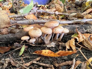 beech (Chives) mushrooms in the forest at sunset in the fall