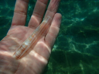 Seashell of bivalve mollusc minor jackknife clam (Ensis minor) on the hand of a diver, Aegean Sea,...