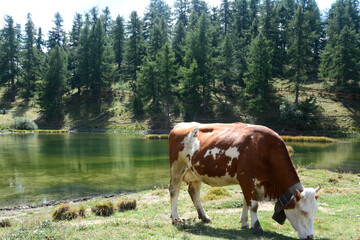 Piedmontese cows on the meadows of Sauze d'Oulx