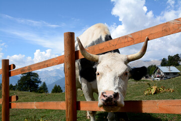 Piedmontese cows on the meadows of Sauze d'Oulx