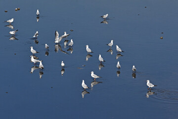 flock of seagulls