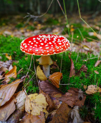 fly agaric mushroom