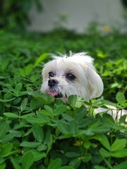 white terrier puppy