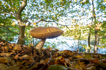 Fototapeta premium single mushroom
