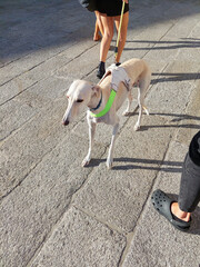 girls walking a greyhound down the street one autumn afternoon