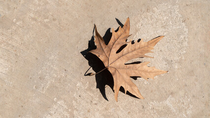 Dried maple leaf on concrete, autumn background with space for text